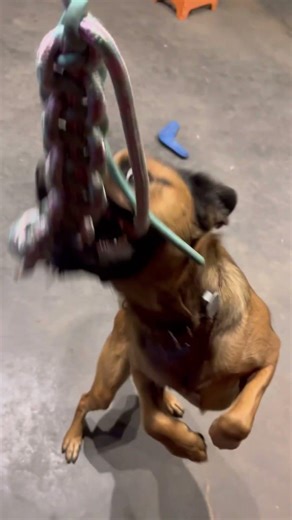 #pets #funny #cute #puppy #soccer #comedyvideos #rustydog #funnyshorts #funnyvideo #toys #petlover