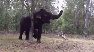 258 reactions · 17 shares | I know having an elephant looks like fun and games, but before all the fun takes place, I shovel about 400 lbs of elephant manure every morning. It's always worth it:) | The Walking Elephant | Facebook