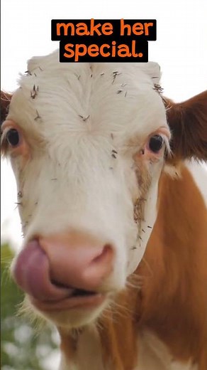 The Unique Digestive System of a Cow | The Wild Animal Facts
