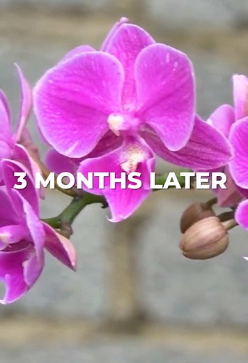 Tips for Growing Orchids Using Aloe Vera