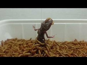 10,000 mealworms vs lizard - Timelapse