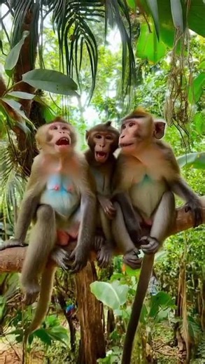 monkey fart | funny monkey | jungle Fun | funny animal | #ai #cute # shorts