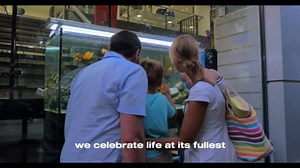 Nature's Ocean No.10 Hawaiian Puka Shell for Aquarium, 15-Pound