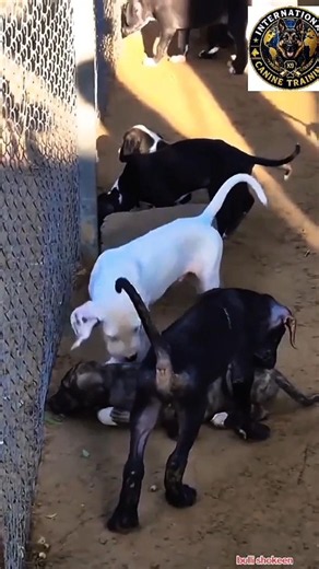 All Dogs Professional Basic Training #dog #training