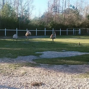 When an Emu gets the zoomies.... | Skywatch Bird Rescue