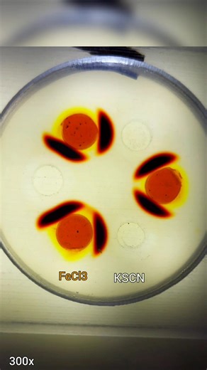 FeCl3, KSCN 🧫🧪⚗️ Iron (III) chloride, Potassium thiocyanate diffusing in agarose gel 🧫. Iron (III) forms a deep-red complex with thiocyanate. This reaction is used in diagnostic tests for Iron (III) What else do we see? 👀 #science #stem #chemistry #physics #experiment #scheikunde #wetenschap #microscope #systemschemistry #химия #наука #satisfying #madrid #imdeananociencia #hermanslab #slowchemistry #slowscience #oddlysatisfying #swagsperiment