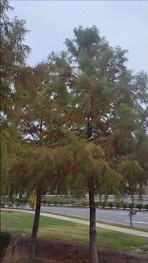 Bald Cypress (taxodium distichum) early fall color.