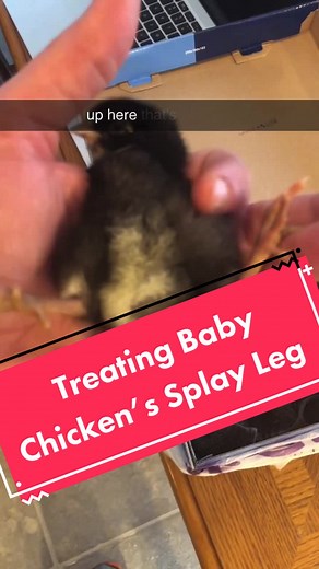 Treating Baby Chicken’s Splay Leg