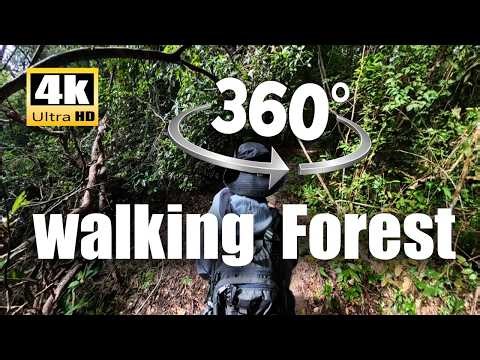 4K 360° VR Walking Through the Deep Forest | Immersive First-Person Nature Experience