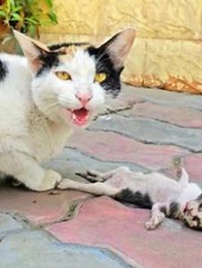 A sorrow-stricken feline mother places her weakening young one into a human's hold, triggering an extraordinary deed that she will eternally recall... find the complete video in the comments 💔🥹 | Lovely People