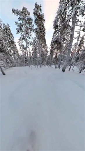 Jani darting through the trees with ease. #22DesignsLynx #AllForTheTurn #VivaTele #spreadtelemark #telemarkskiing #telemark #skiing #winter | 22 Designs