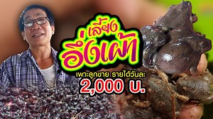 2.1M views · 92K reactions | เลี้ยงอึ่งเผ้า เพาะลูกขาย รายได้วันละ...