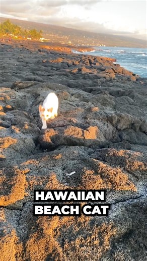 Beach Cat in Hawaii! | TropiCats