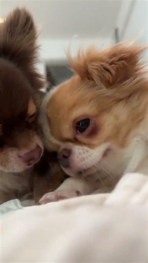 2 Adorable Chihuahuas Sharing Sweet Kisses Will Melt Your Heart #dog#CuteDogs