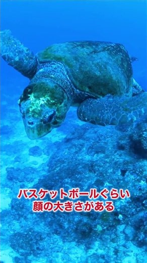 宮古島ダイビング3大サプライズ！3〜5年一度の遭遇とは
