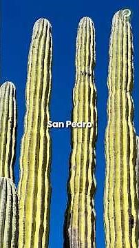 The Sacred Plant That Changed Minds