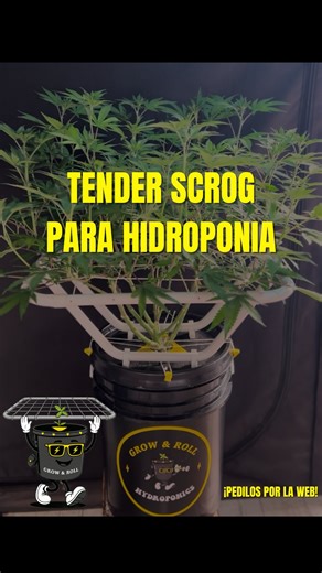 Grow & Roll on Instagram: "Diseñados especialmente para sistemas DWC, los Tender Scrog te ayudan a: 🌱 aprovechar al máximo la luz 🌱 controlar el crecimiento 🌱 lograr una estructura pareja y productiva 📈 Más orden, más producción, más fácil. 💥 Cultivá como un profesional 👊 Disponibles en nuestra tienda online o por mensaje directo. #scrog #hidroponia #hydro #cultivo #cultivoargentina"
