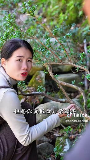 Creating a Bonsai Azalea: Step-by-Step Guide