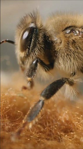 "How Bees Collect Pollen and Why It’s Crucial for Our Ecosystem"