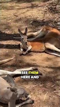 Showing my American Sisters Around Adelaide Australia #travel #australiatravel