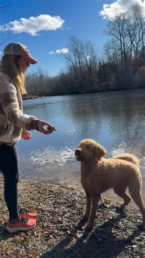 Lake Glen Haven Properties on Instagram: "She said no rock left behind! 🪨🐶 #goldendoodle"