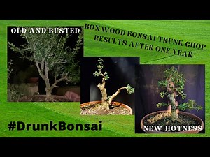 Styling a Boxwood Bonsai One Year After a Trunk Chop, S01 E05