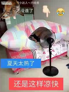 11K views · 292 reactions | pastel de vento | Tinhoso | Facebook