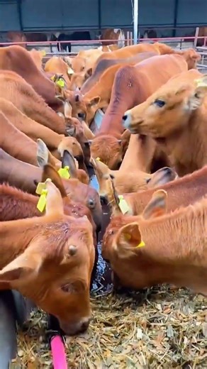 Rural Cattle Farming | Improved Yellow Cattle Breeding#CattleFarming #YellowCattle