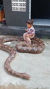 Kabur 🤣🤣🤣🤣 | Abdul Azis Albar