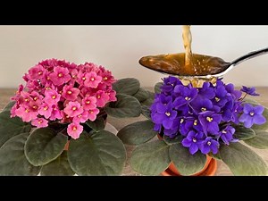 Attention To This!!Give Vinegars to Violeta With This Method And They Will Bloom Without Stopping