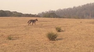 3.9K views · 143 reactions | #SevenWorldsOnePlanet stars have been spotted safe and sound going about their business. Now that the fire is out we are continuing to assess the scale of loss to our local biodiversity. It is success stories like these that provide hope as we turn our focus towards bushfire recovery. We’ve taken over BBC America's Instagram stories for the day. You can check it out at: instagram.com/stories/actparks/ | ACT Parks and Conservation Service | Facebook
