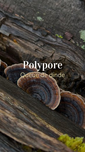 Le roi des champignons 👑 La queue de dinde ou trametes versicolor est sans aucun doute l’un des champignons les plus étudiés quand il s’agit de santé. Il est facile à identifier et à préparer ce qui ne retire rien à son panache. Si tu ne l’as encore jamais essayé, voici tout ce que tu dois savoir pour l’utiliser. En fin d’automne début d’hiver, c'est la parfaite saison pour le récolter sur du bois mort de feuillus. #santé #champignons #hiver #fungi #nature #fungi #mycologie #japon | Zenno.natur