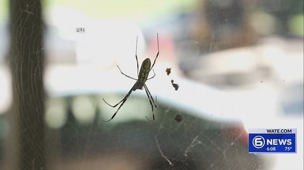 GSMNP asks visitors to help track invasive parachuting spiders in the Smokies