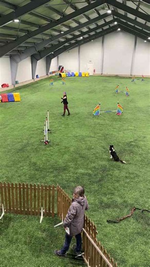 Exciting Dog Agility Course in Action