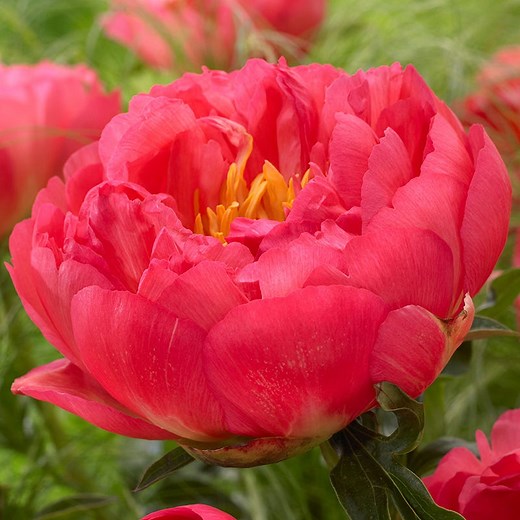 Coral Sunset Peony, Paeonia lactiflora | American Meadows