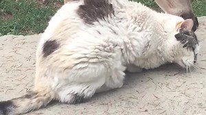 This incredible friendship between a deer and a cat is definitely not something you'll see everyday. Adorable! | Rumble Cats