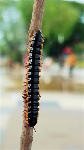 Langkah Tak Pernah Berhenti #kakiseribu #millipede