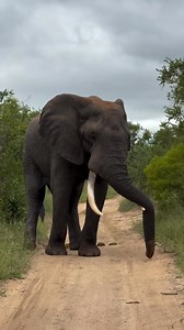 14K views · 155 reactions | The 5 legged elephant 﫣 | Wanderlust Zambia | Facebook