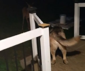 This Adorable Pup Has Made An Unlikely Friend And It's Going To Blow Y