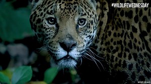 53 reactions | For this week’s #WildlifeWednesday, we’re talking about jaguars, the largest big cat found in the Americas.  We’ll be joined by Rinjan Shrestha, our big cat specialist, to tell you all about this majestic species. Tune in live on Facebook, YouTube or Twitter at 3 PM EST. Leave your questions in the comments! | WWF-Canada | Facebook