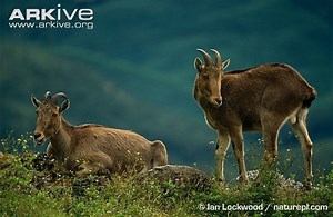 Nilgiri tahr - Alchetron, The Free Social Encyclopedia