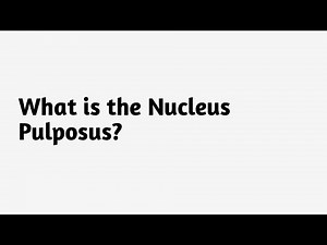 What is the Nucleus Pulposus ?