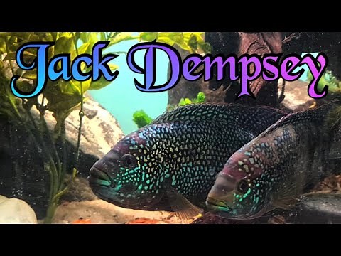 majestic Jack Dempsey facts / breeding behavior