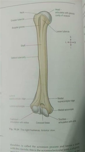 bones of appendicular skeleton system