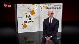 Inside the monarch butterfly migration mystery: flying to Mexico from Canada, the U.S.