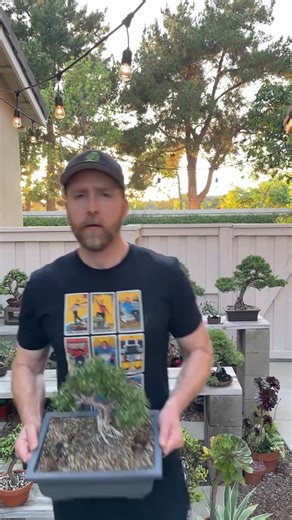 3.2K views · 97 reactions | Rosemary bonsai  #gardening #bonsai #garden #plants #bonsaitree #learnontiktok #bonsaitok | Arichard Sublettfrank | Facebook