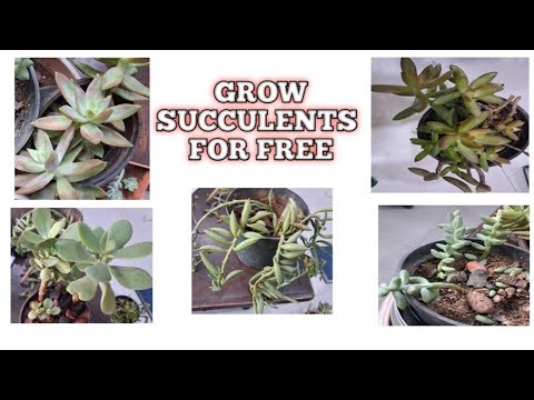 All season succulents you can grow and multiply for free!