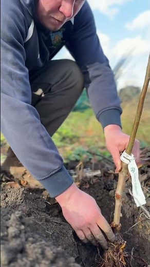 Planting bare-root trees