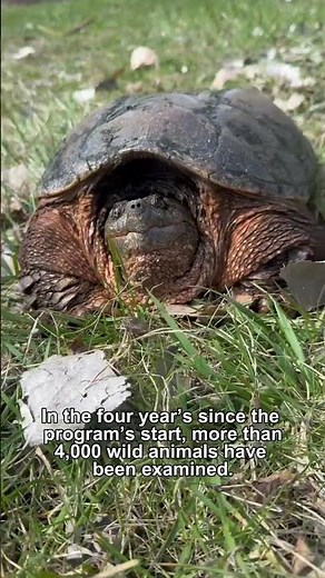 We're training the next generation of zoo and wildlife veterinarians!