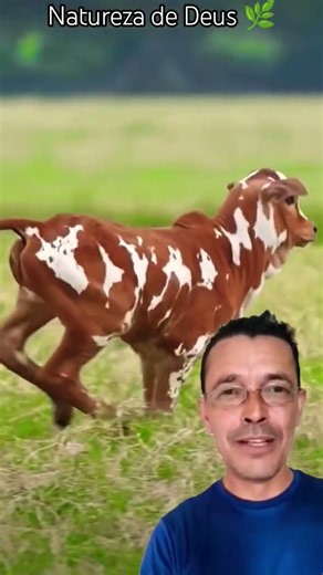 🌿🐂Simple Country Life 4. Raising Painted Nelore calves loose in the farm pasture🐂🌿
